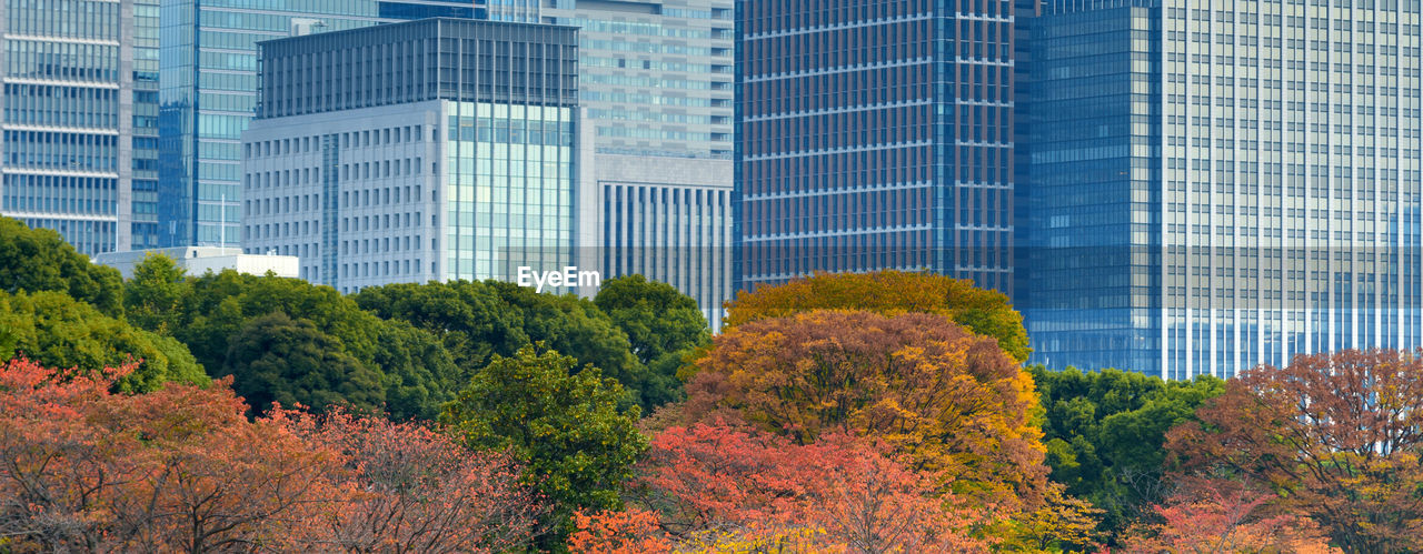 View of autumn tree with modern building in background, japan. concept of nature and building.
