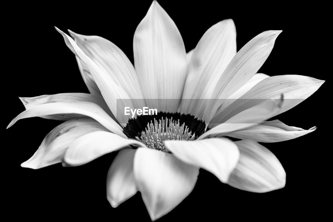 black and white, flower, flowering plant, freshness, monochrome photography, petal, plant, white, beauty in nature, monochrome, black background, inflorescence, flower head, fragility, close-up, studio shot, still life photography, nature, growth, no people, pollen, indoors, cut out, macro photography, botany, daisy