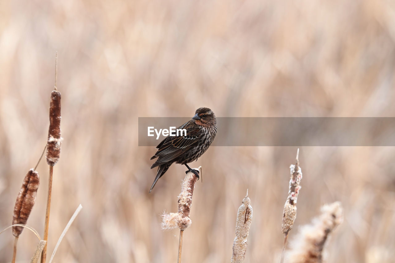 A female redwinged blackbird sits on cattail reeds