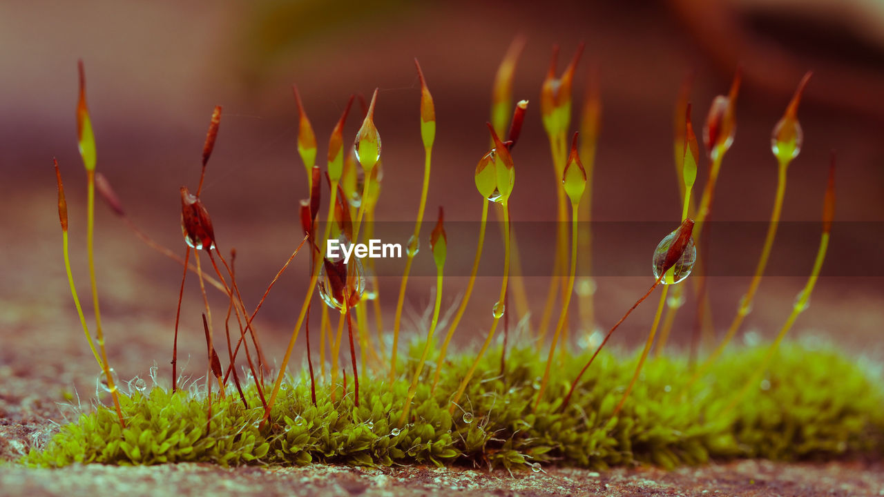 Extreme closeup of moss flowers with selective focusing. ecology, preserve the earth and background.