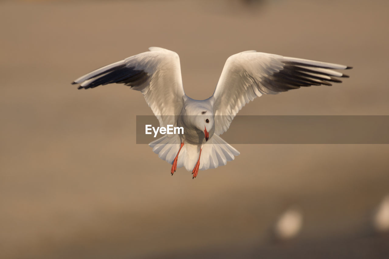 Close-up of bird flying outdoors