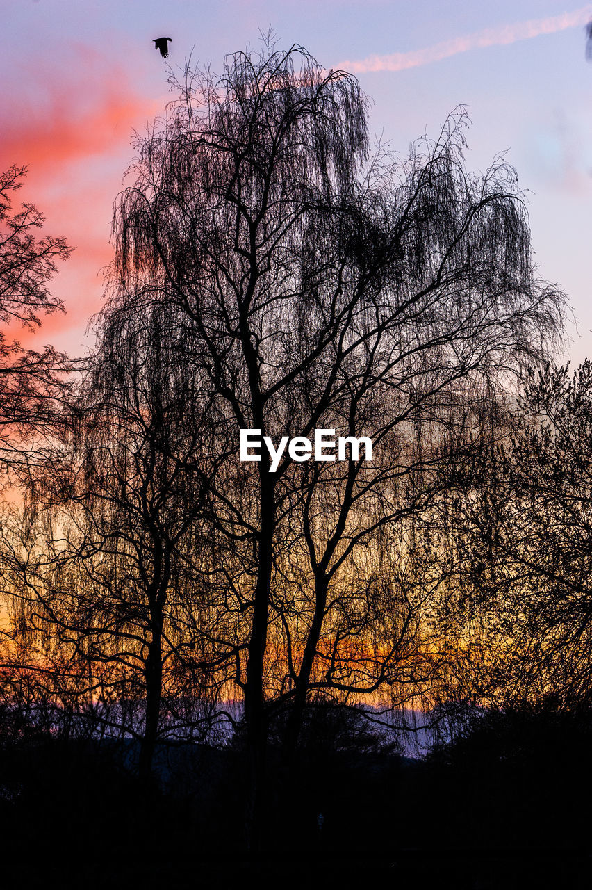 CLOSE-UP OF SILHOUETTE TREE AGAINST DRAMATIC SKY