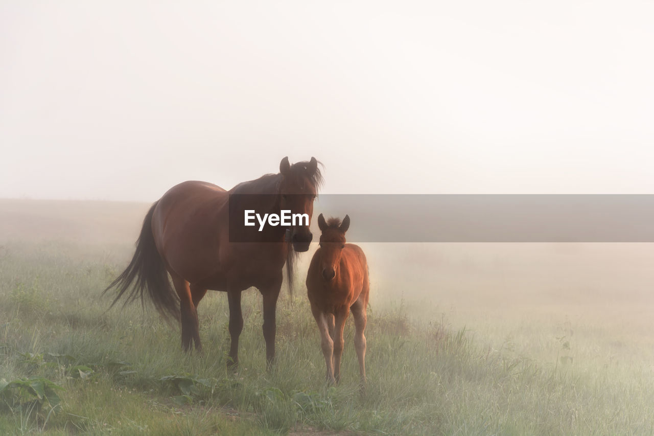 Foggy morning horses mother and son family horse