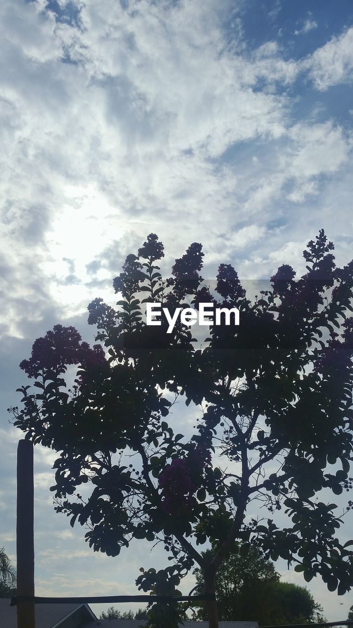 Low angle view of silhouette tree against cloudy sky