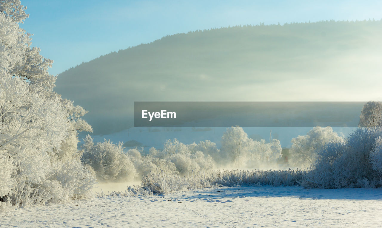 Trees on snow covered landscape against sky