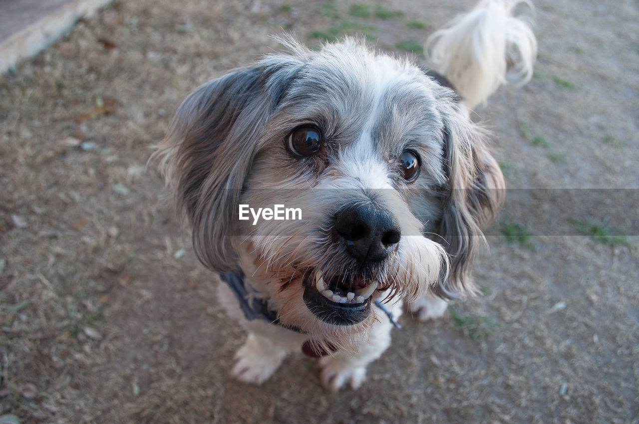 PORTRAIT OF DOG OUTDOORS