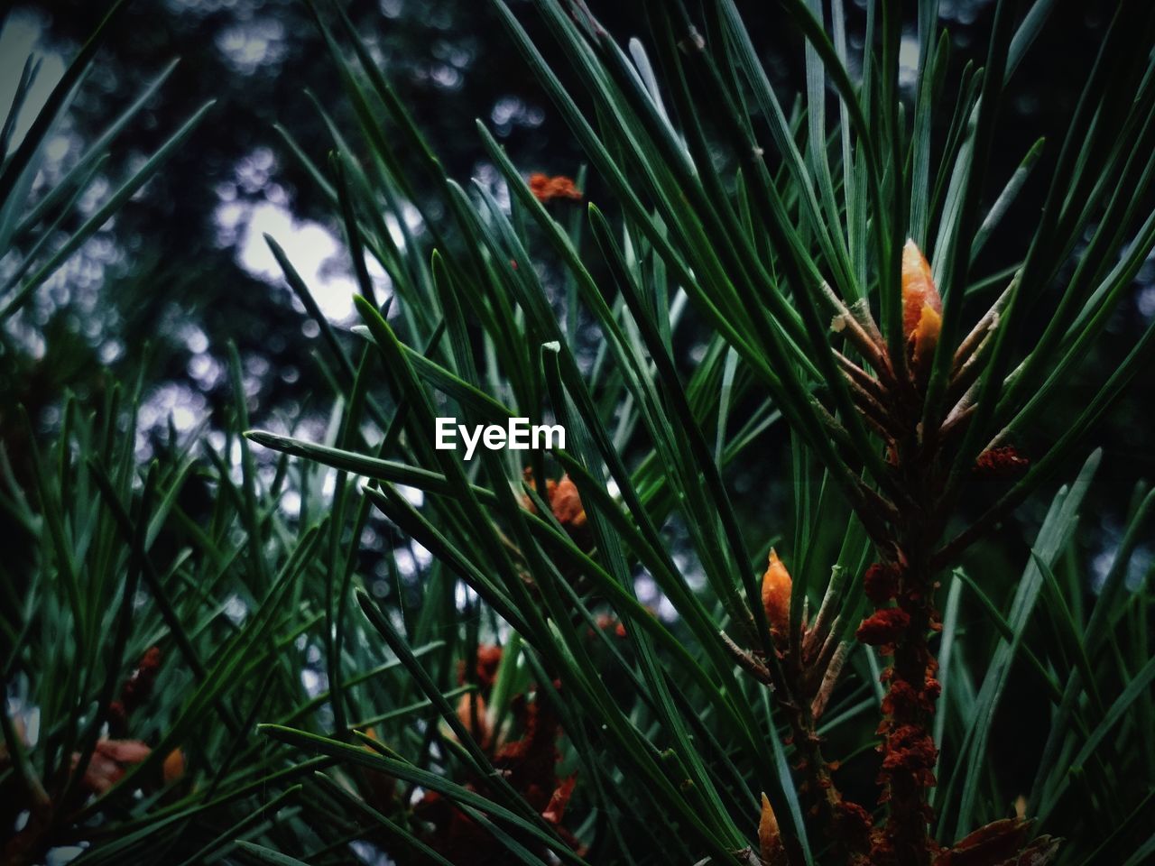 CLOSE-UP OF PLANTS GROWING ON LAND