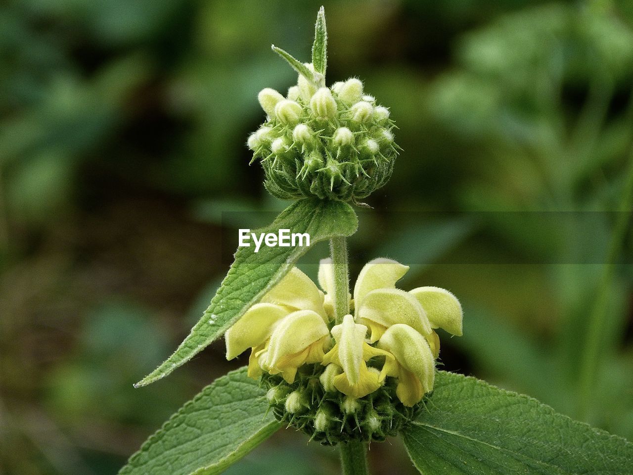 plant, flower, flowering plant, close-up, beauty in nature, nature, freshness, growth, plant part, green, leaf, focus on foreground, no people, wildflower, macro photography, food, fragility, food and drink, outdoors, vegetable, day, produce, flower head, inflorescence, bud, shrub, botany