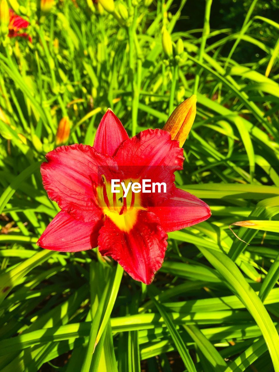 Close-up high angle view of flower and leaves