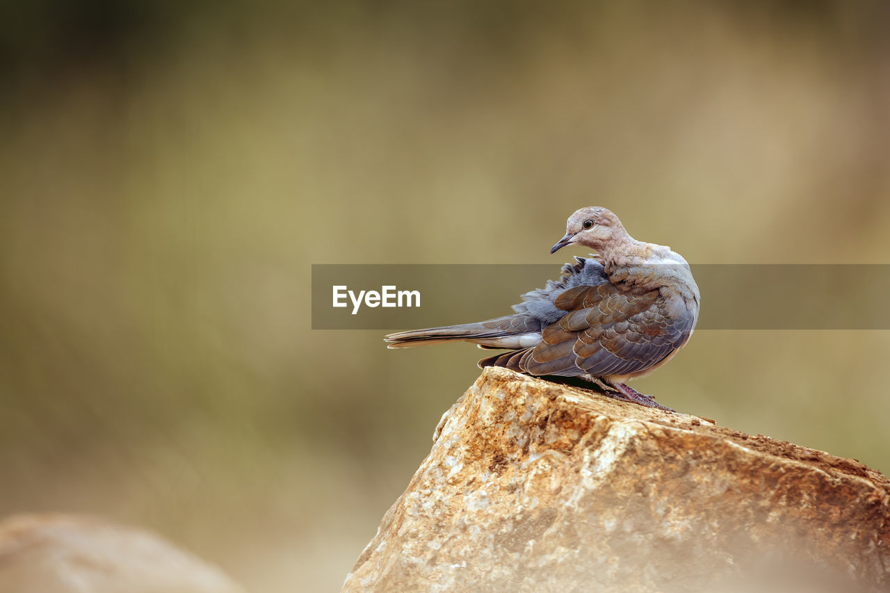 animal themes, animal, animal wildlife, bird, wildlife, one animal, close-up, nature, perching, macro photography, focus on foreground, beak, no people, sparrow, copy space, full length, side view, selective focus, sunbeam, songbird, rock, outdoors, sitting, day, wood, beauty in nature, branch, tree, surface level, environment, sunlight, portrait, insect, multi colored