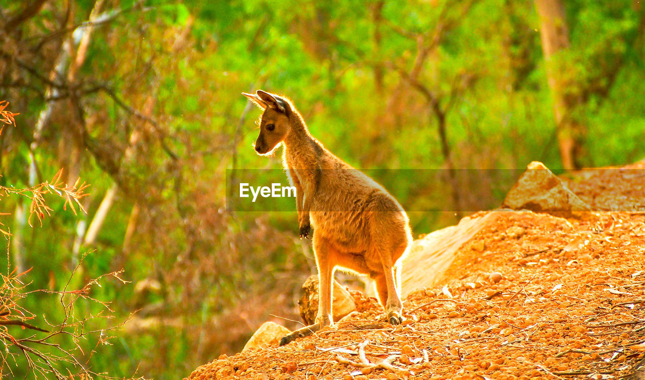 Kangaroo  in the wild