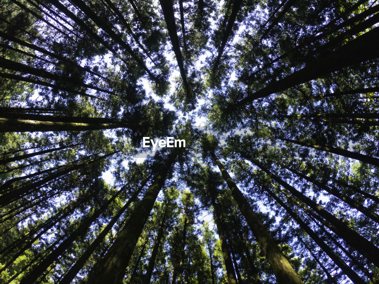 Low angle view of trees in forest