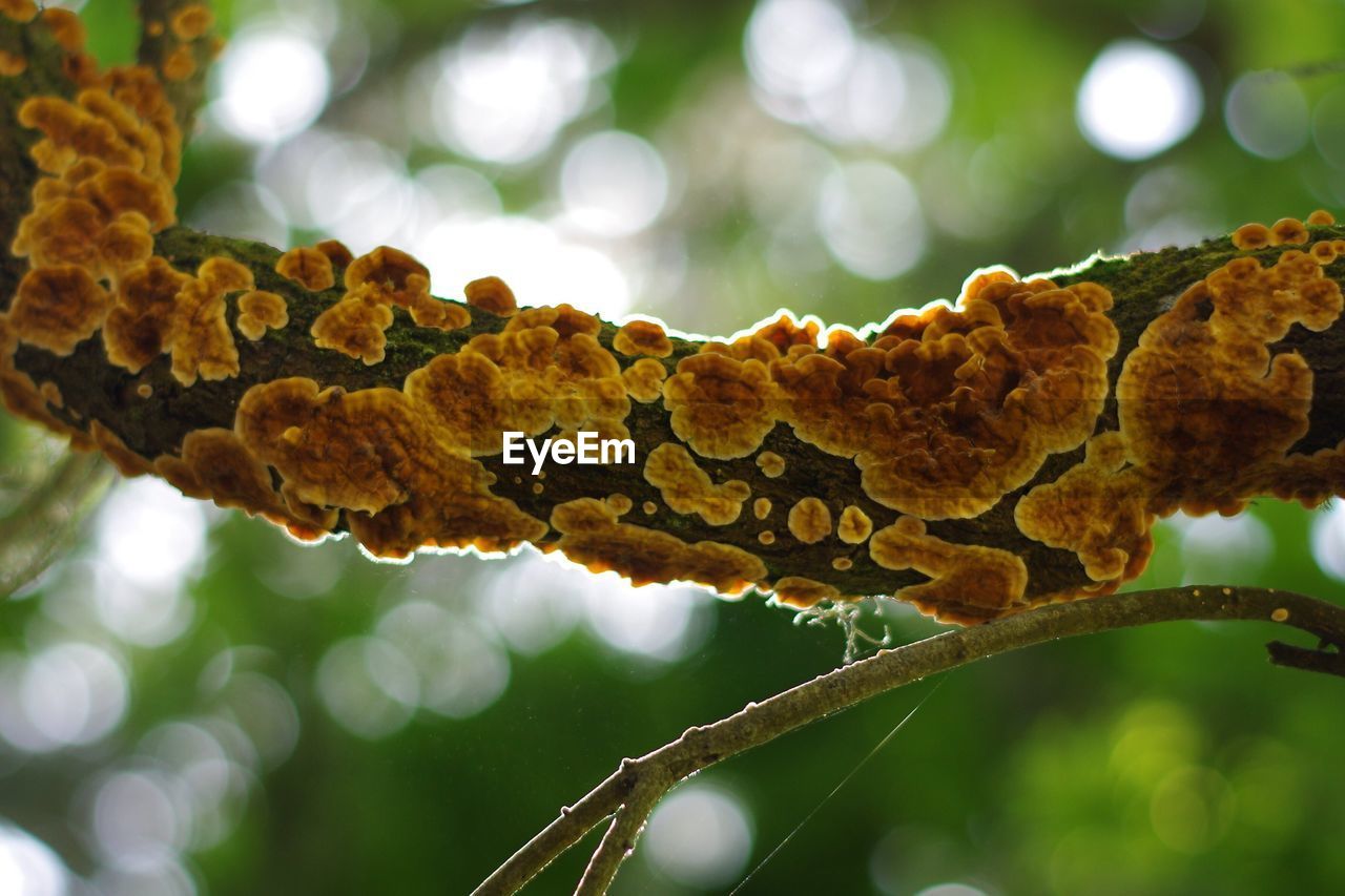 CLOSE-UP OF TREE TRUNK