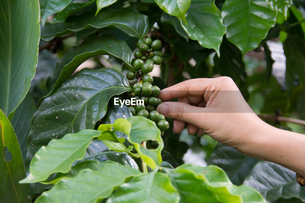 Cropped hand of man picking fruits from plants