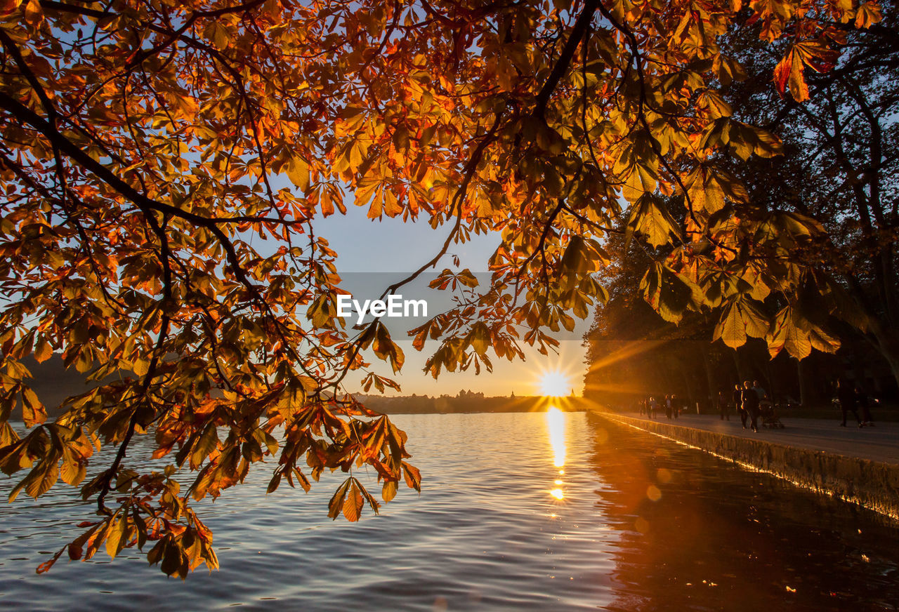 Autumn trees against sky during sunset