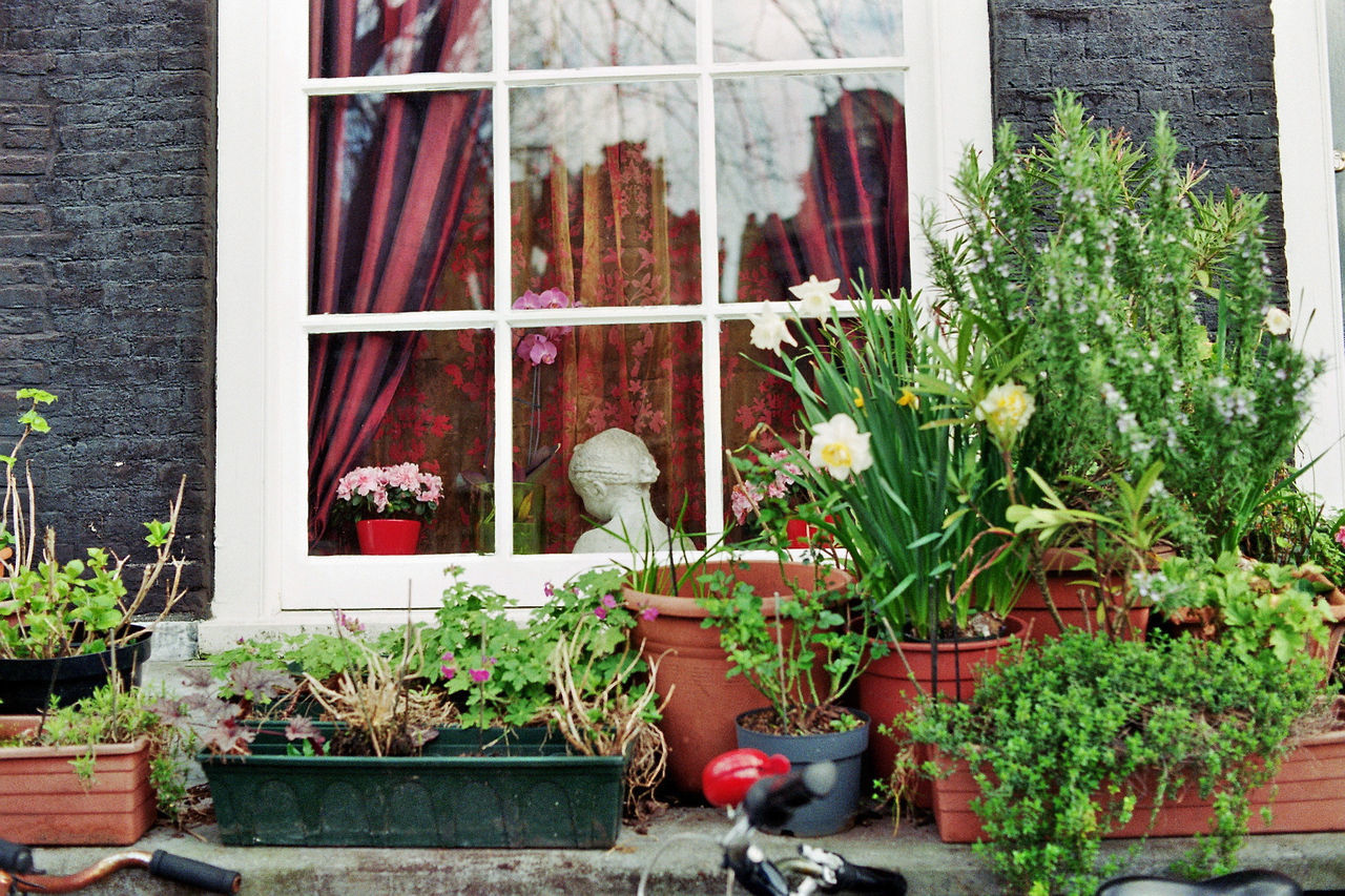 POTTED PLANTS AGAINST WINDOW