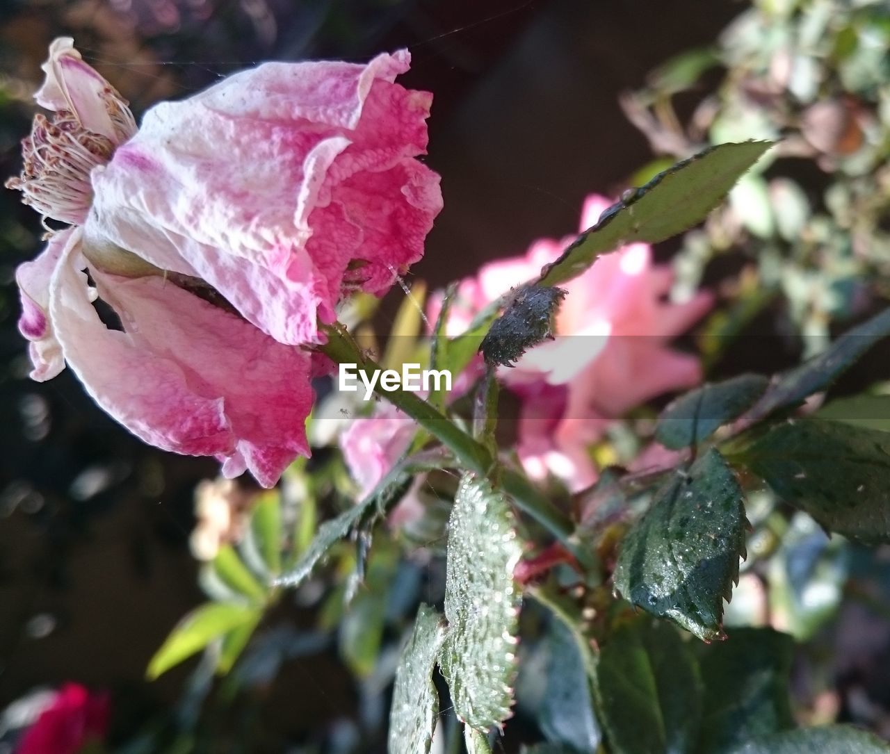 CLOSE-UP OF PINK FLOWER PLANT