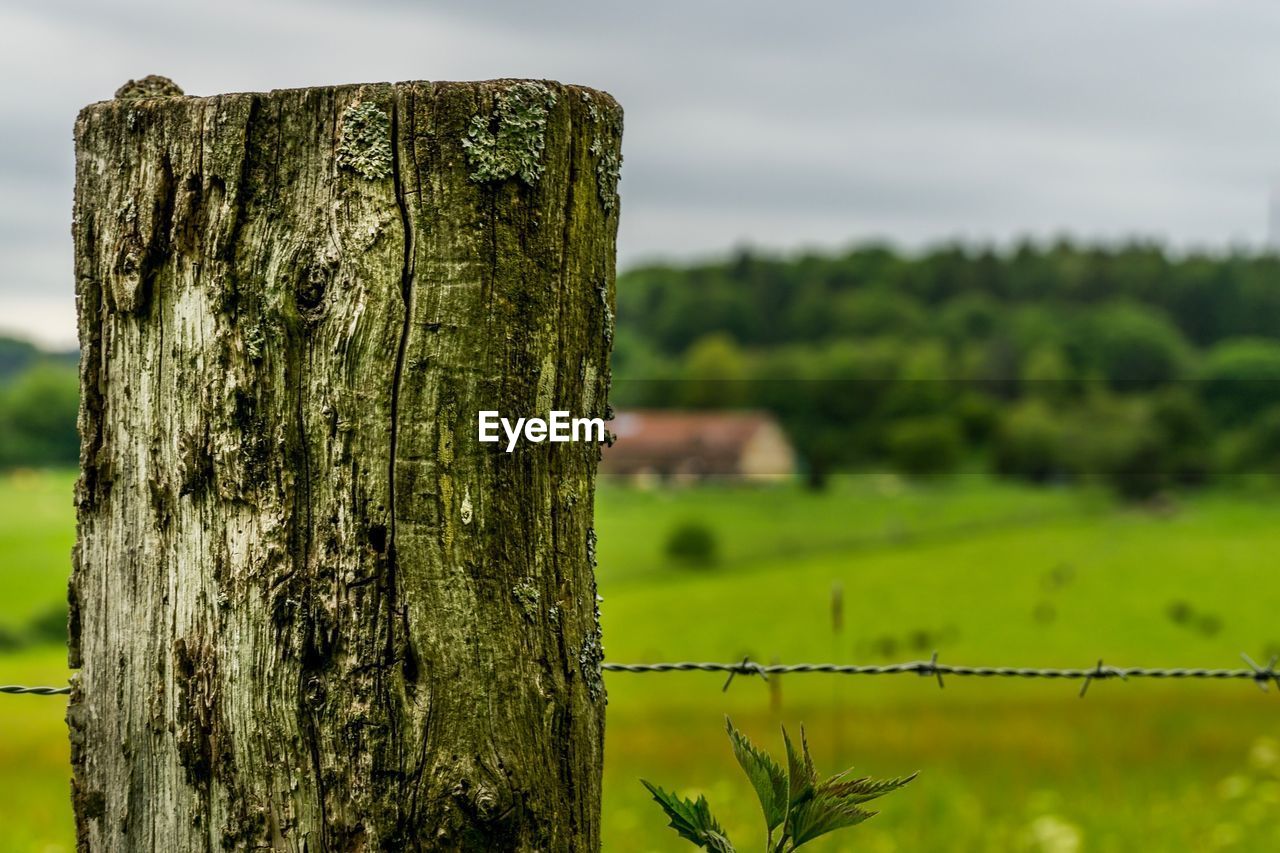 Close-up of wooden post on tree trunk