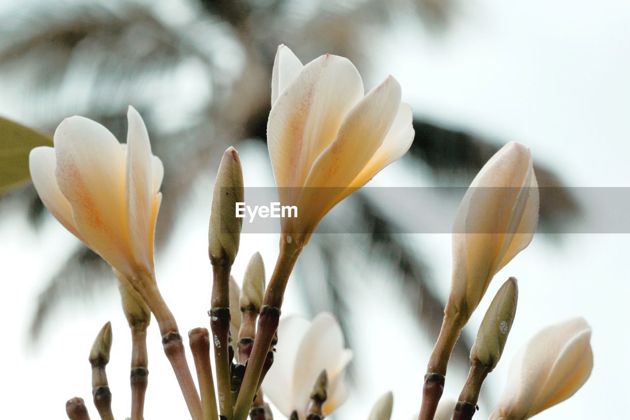 Close-up of white frangipani flowers