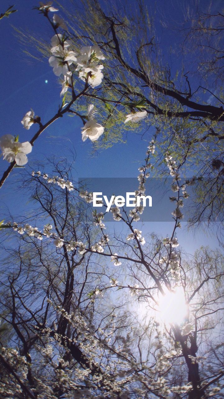 LOW ANGLE VIEW OF FLOWERS ON TREE