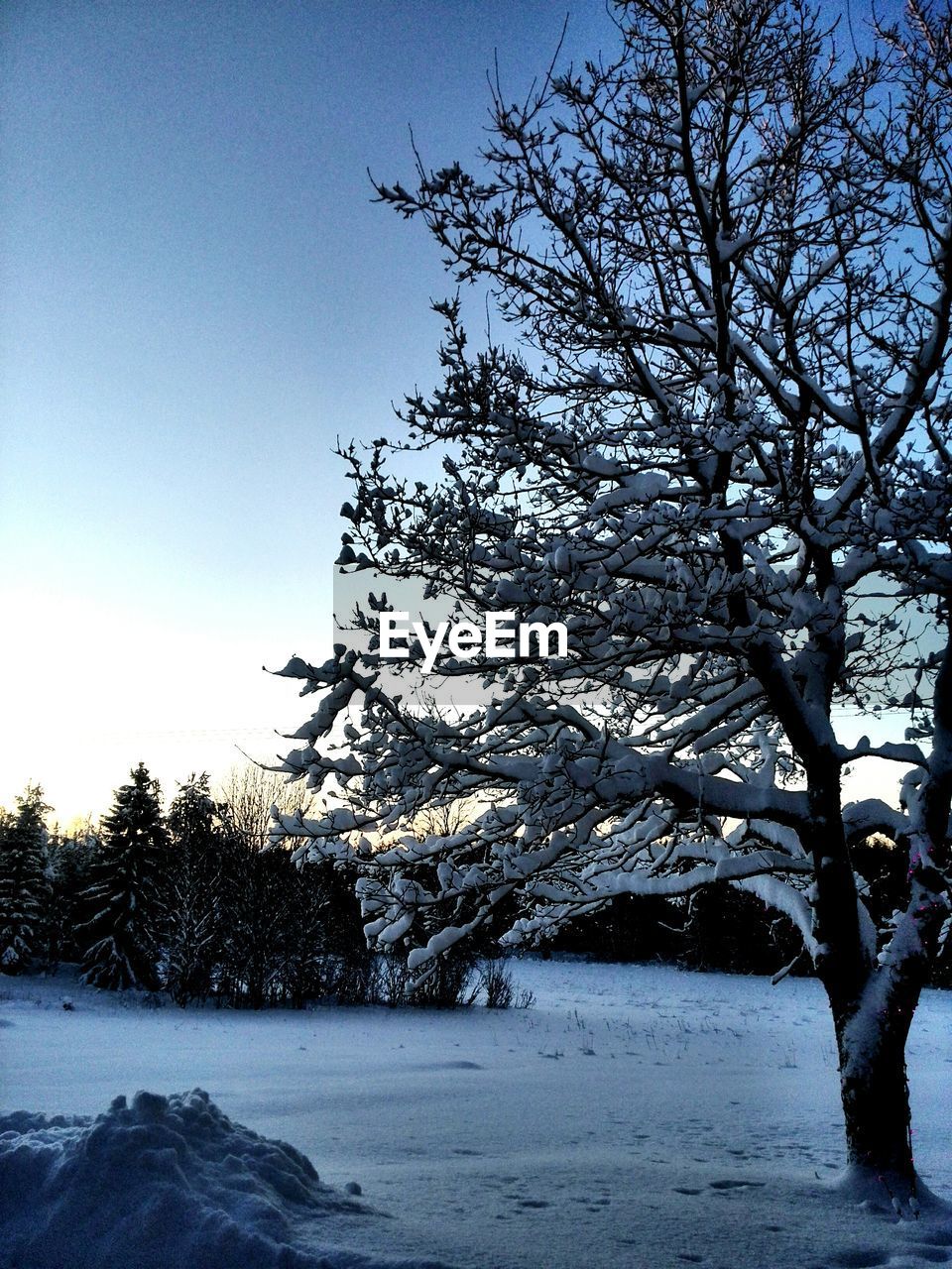 LOW ANGLE VIEW OF BARE TREES AGAINST SKY