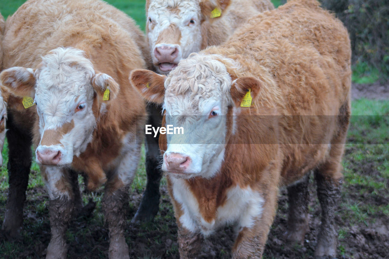 Cows standing in a field