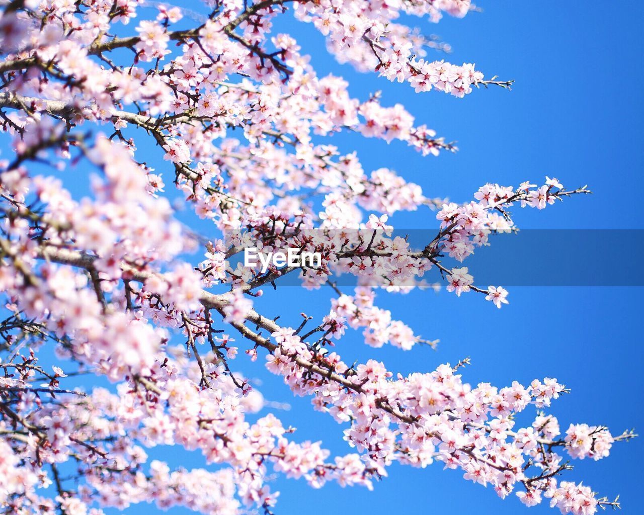 Low angle view of cherry tree against clear blue sky