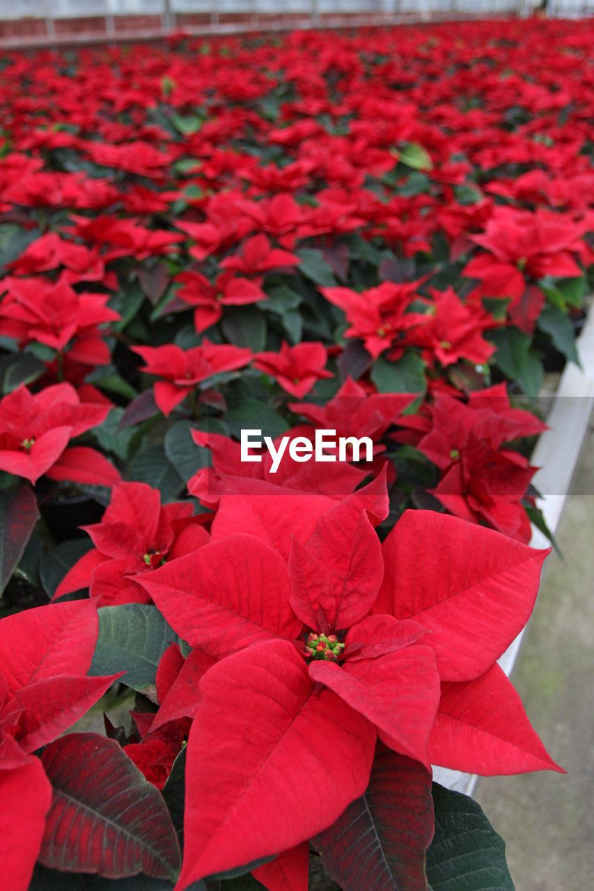 CLOSE-UP OF RED FLOWERS BLOOMING