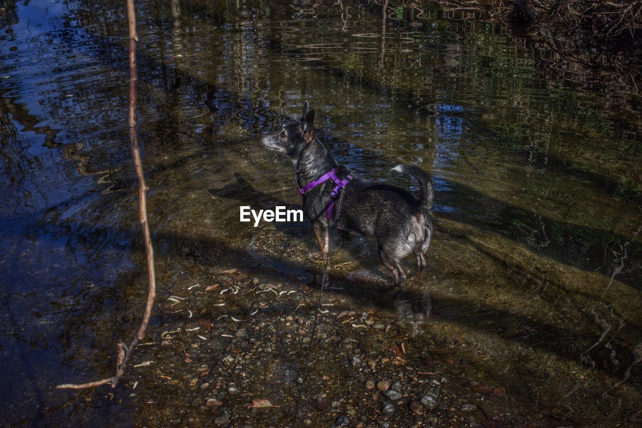 HIGH ANGLE VIEW OF DOG IN WATER