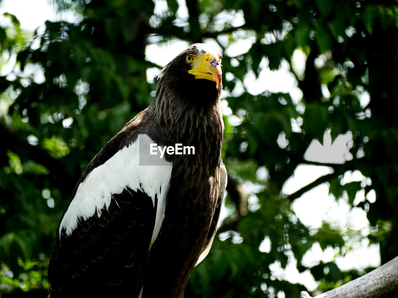 CLOSE-UP OF EAGLE PERCHING ON TREE