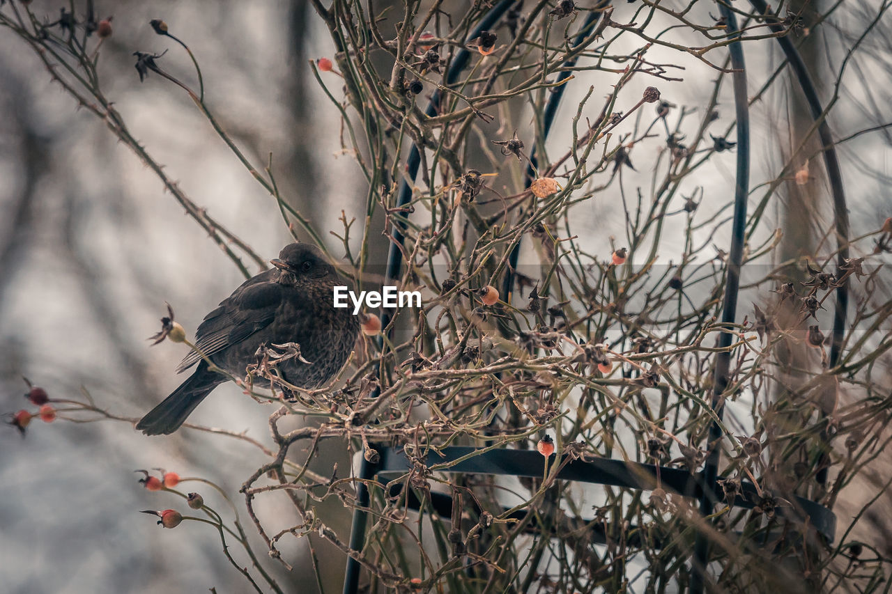 LOW ANGLE VIEW OF BIRD PERCHING ON BARE TREE