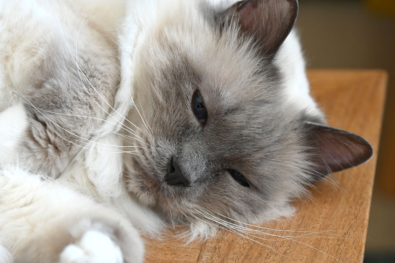 Close-up of a ragdoll cat