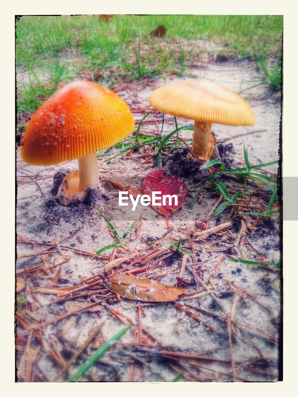 CLOSE-UP OF MUSHROOMS ON FIELD