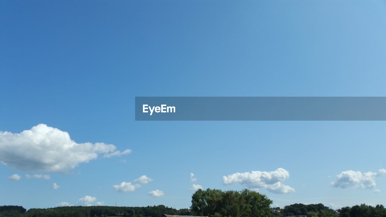 LOW ANGLE VIEW OF TREES AGAINST THE SKY