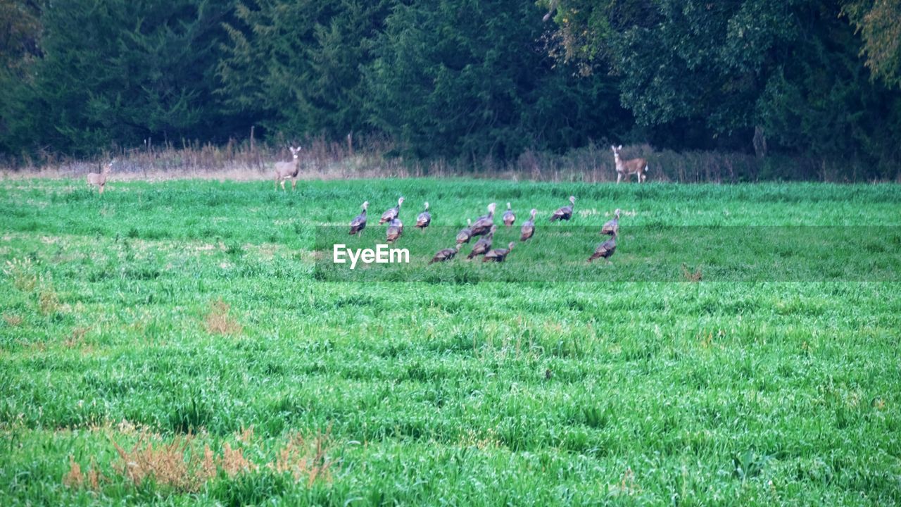 GROUP OF BIRDS FLYING OVER GRASSY FIELD