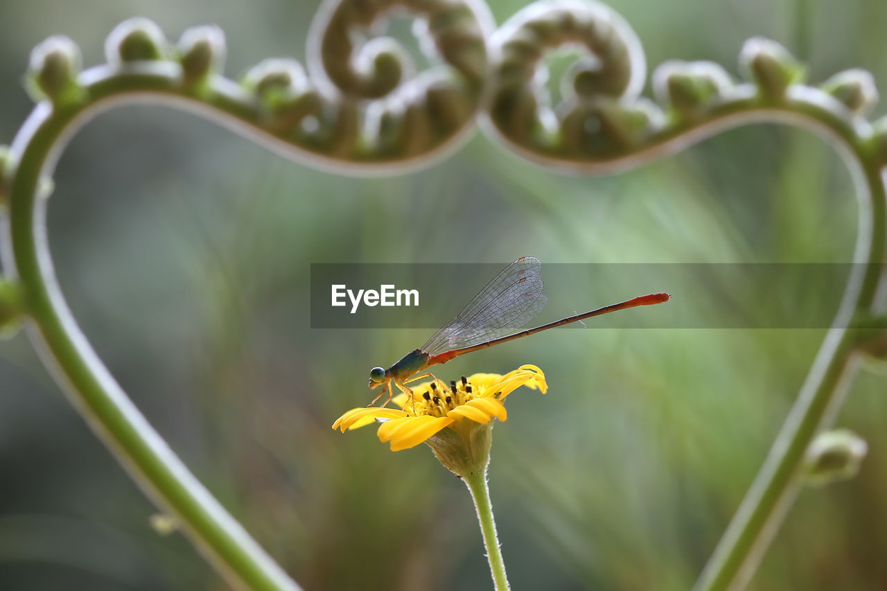 CLOSE-UP OF BUTTERFLY POLLINATING ON RED FLOWER