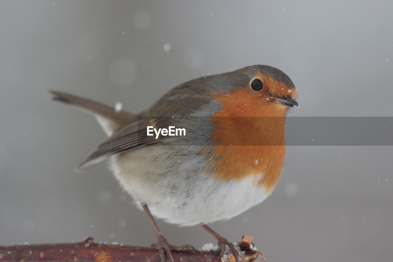 CLOSE-UP OF A BIRD PERCHING ON A SNOW