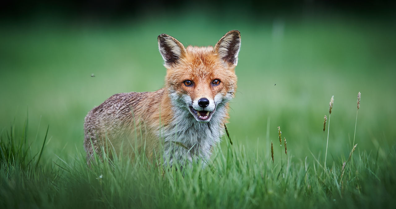 Portrait of fox standing on grass