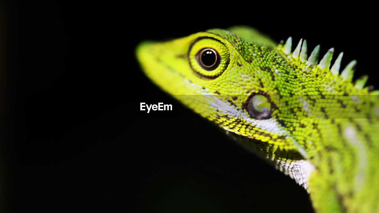 Close-up of green lizard against black background
