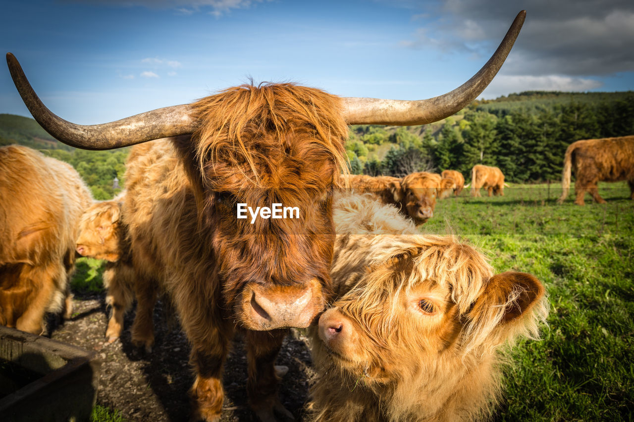 COW ON FIELD AGAINST SKY