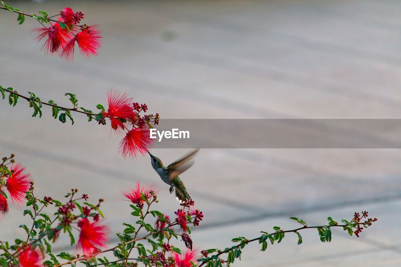 Close-up of hummingbird hovering over calliandra flowers