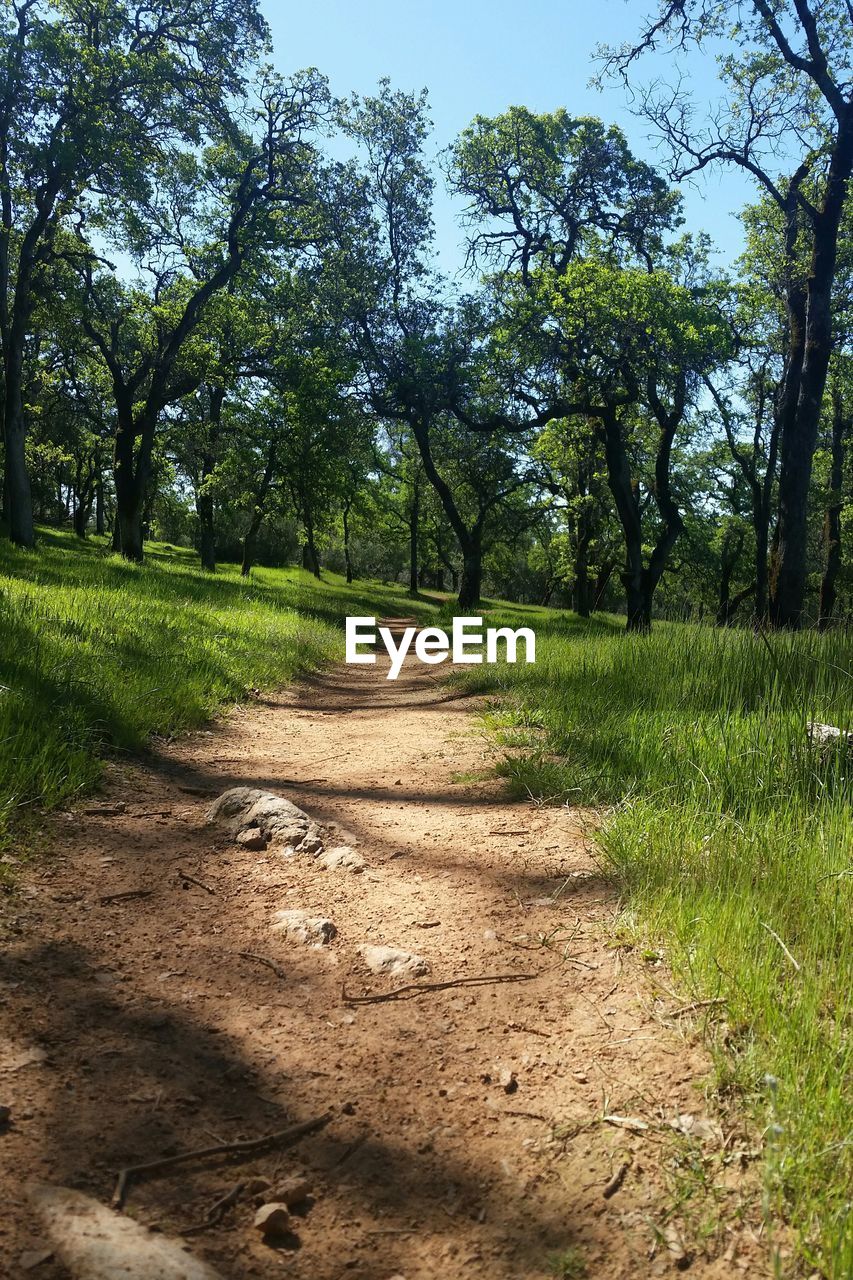 Dirt road passing through field