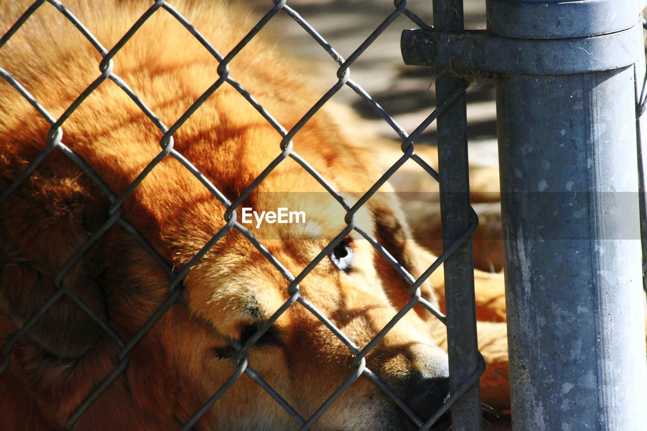 Close-up of dog seen through chainlink fence