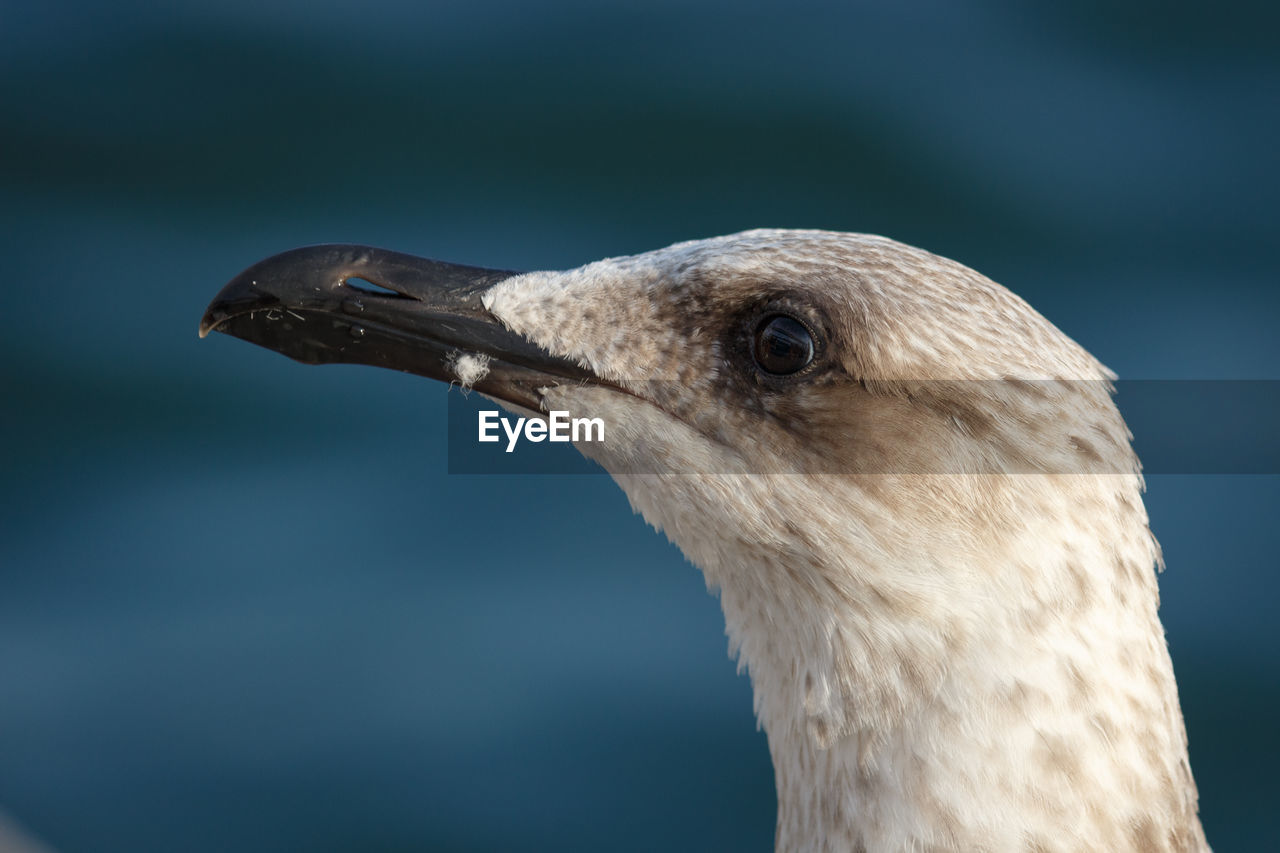 Close-up of bird looking away