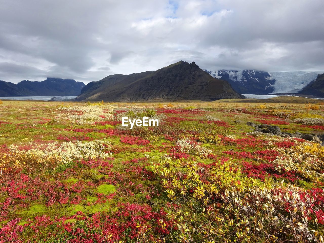 Scenic view of flowering plants on field against sky