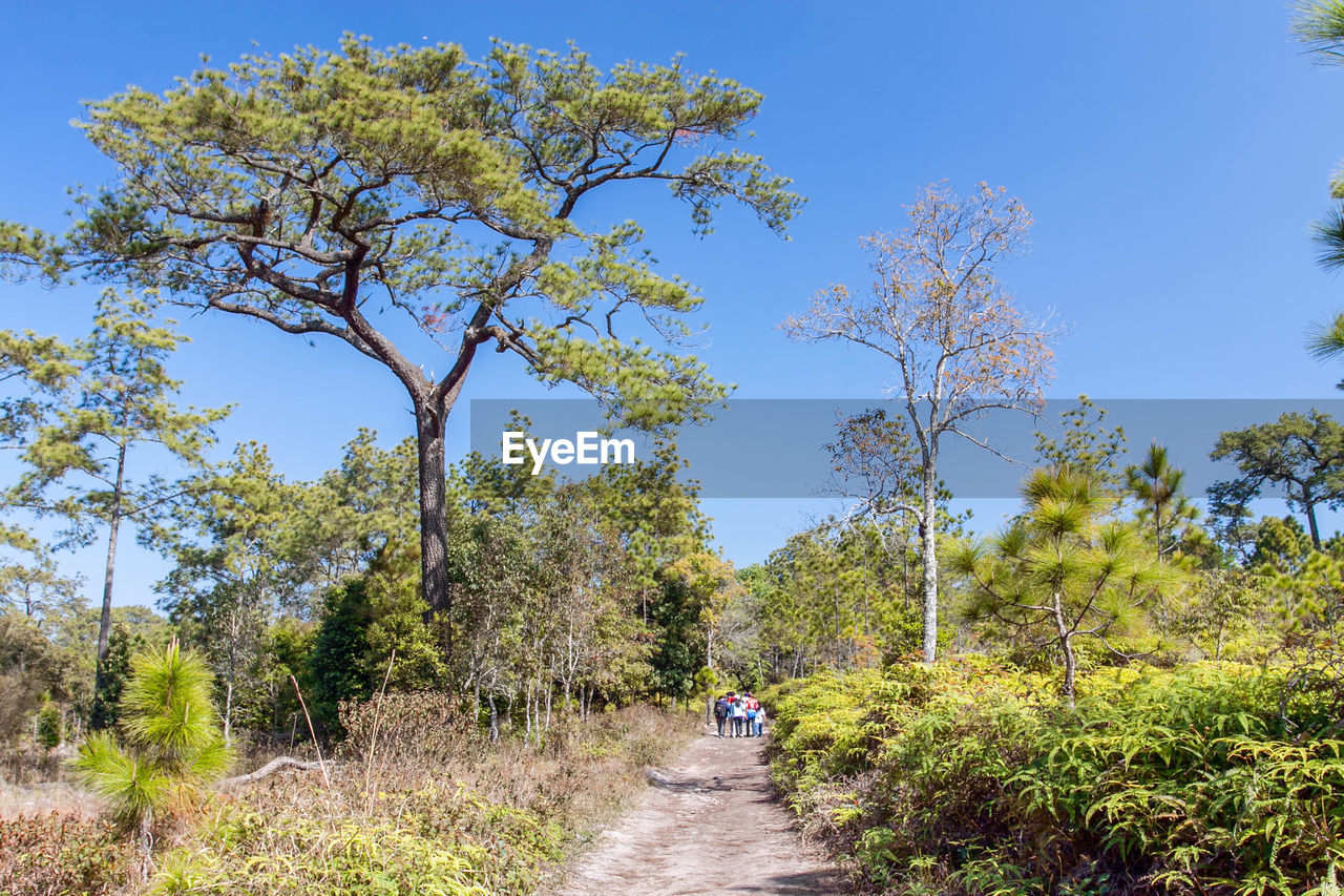 Road amidst trees and plants against sky