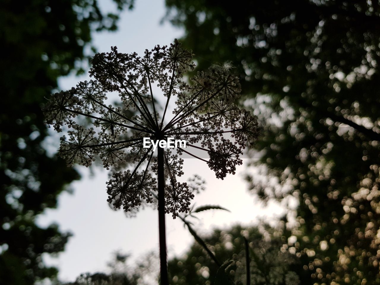 Low angle view of flowering plant against sky