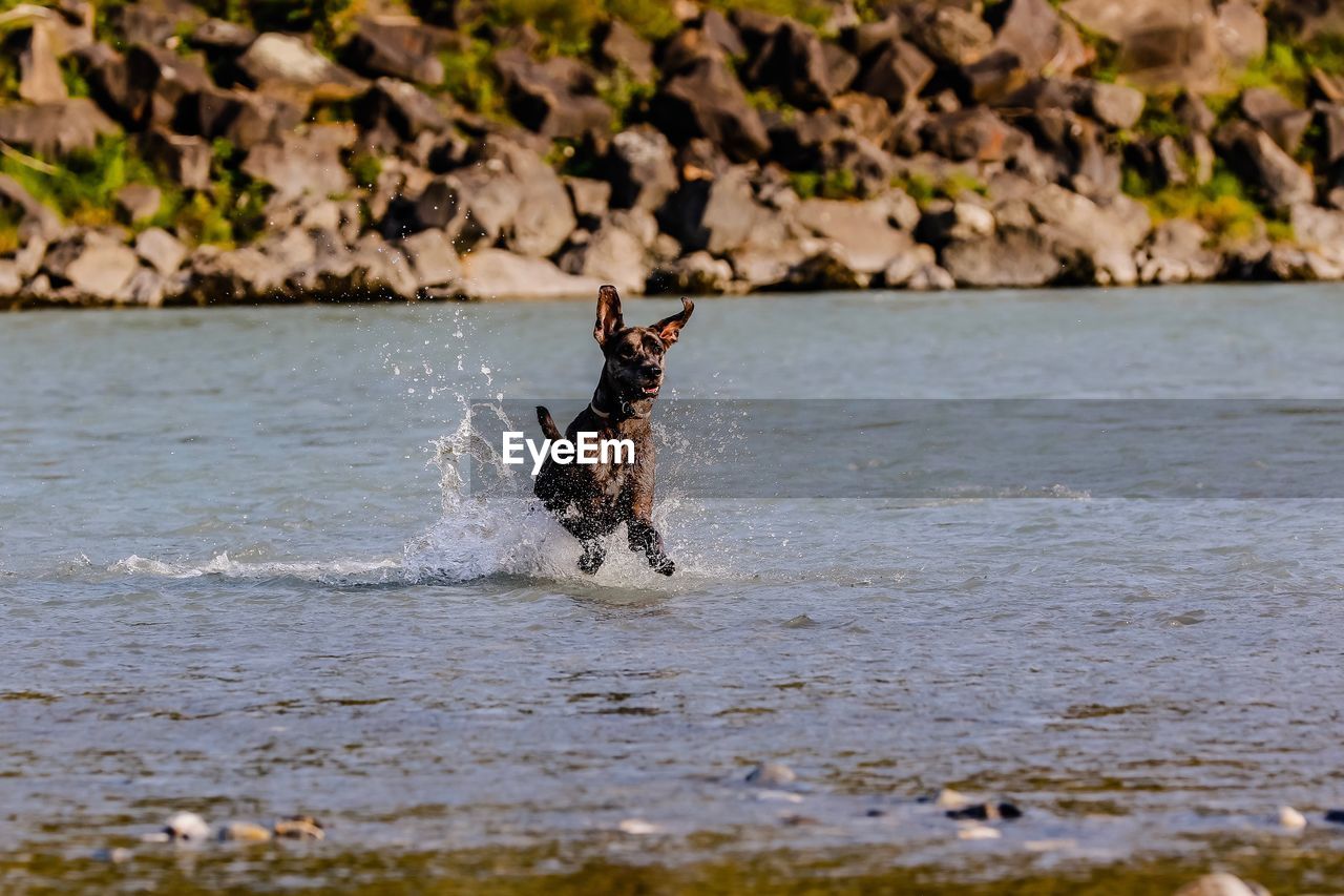 Dog running in a water