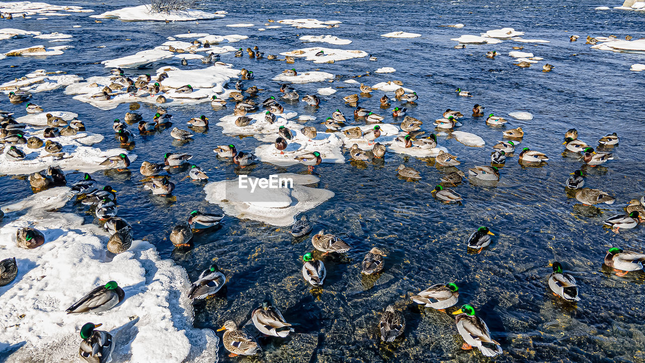 Ice provdes surface for the ducks to stand on and in the shallow water to swim through.