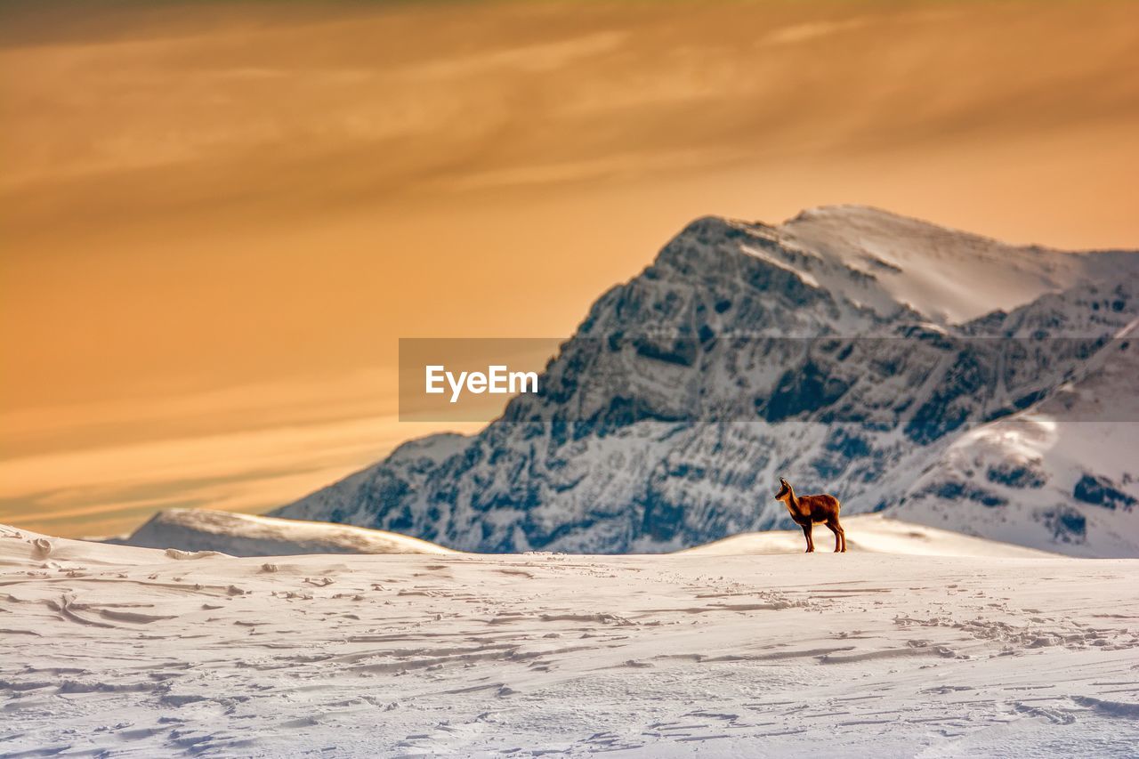 VIEW OF HORSE ON SNOWCAPPED MOUNTAIN